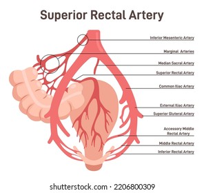 Superior Rectal Artery. Abdominal Blood Flow System. Blood Vessels That Provide Blood To The Large Intestine. The Main Veins And Arteries Of The Lower Body. Flat Vector Illustration