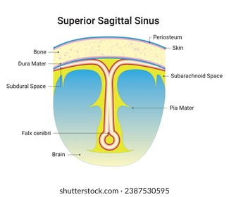 Superior Sagittal Sinus Science Design Vector Illustration Diagram