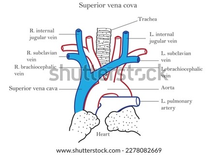 Superior vena cava and the veins which form it, seperior vena cava,it passes downwards along right border of sternum and ends in right atrium of heart, medical illustration