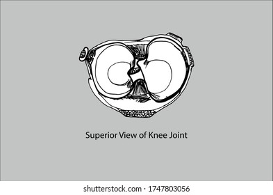 Vista superior de la articulación Knee