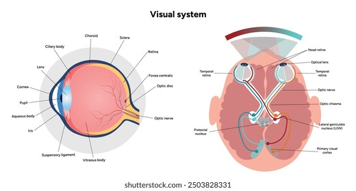 Suprachiasmatic nucleus of hypothalamus. Human visual system pathway cortex diagram. Right and left visual cortex