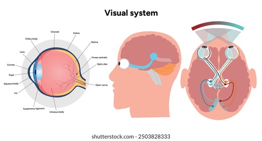 Suprachiasmatic nucleus of hypothalamus. Human visual system pathway cortex diagram. Right and left visual cortex
