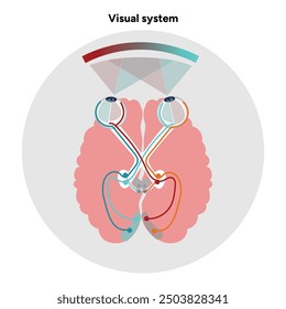 Suprachiasmatic nucleus of hypothalamus. Human visual system pathway cortex diagram. Right and left visual cortex
