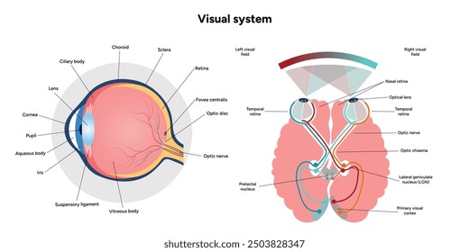 Suprachiasmatic nucleus of hypothalamus. Human visual system pathway cortex diagram. Right and left visual cortex