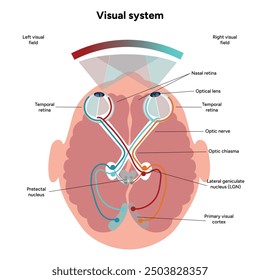 Suprachiasmatic nucleus of hypothalamus. Human visual system pathway cortex diagram. Right and left visual cortex