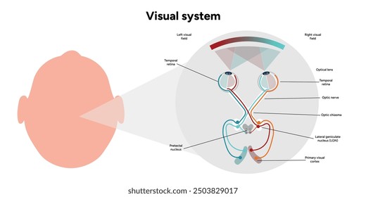 Suprachiasmatic nucleus of hypothalamus. Human visual system pathway cortex diagram. Right and left visual cortex