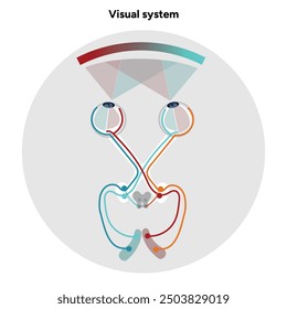 Suprachiasmatic nucleus of hypothalamus. Human visual system pathway cortex diagram. Right and left visual cortex