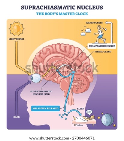 Suprachiasmatic nucleus master clock guides circadian rhythm by light to SCN and pineal gland, brain, eye, melatonin pathway shown. Outline diagram
