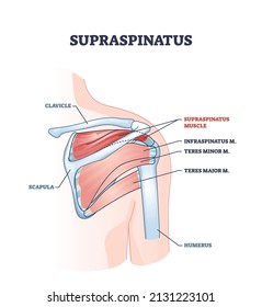 Skelettphysiologie des Supraspinatus-Muskels und der menschlichen Schulter. Bezeichnetes Bildungsprogramm mit medizinischer Innenkörperbeschreibung, Vektorgrafik. Detaillierte Knochen- und Muskelanatomie