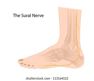 Sural nerve commonly used for biopsy and graft