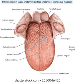 Surface anatomy of the tongue mucosa