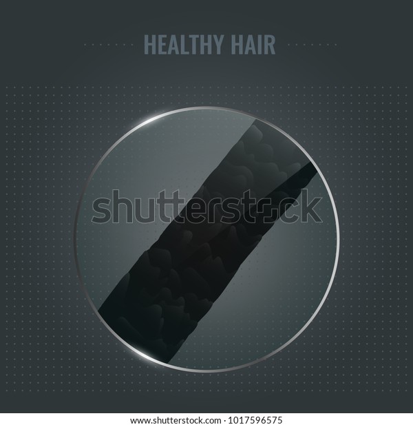 顕微鏡下で滑らかな表皮を持つ健康な髪の表面 毛根の接写 毛髪学の医療コンセプト ベクターイラスト のベクター画像素材 ロイヤリティフリー