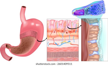 Surface Mucous Cells in Stomach Wall Structure. Human Stomach Layers and Foveolar Cell Diagram. Gastric Mucosa  and Stomach Epithelium with Surface Mucous Cells Illustration. Stomach Tissue Cross-Sect