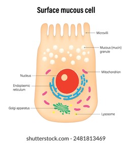 The surface mucus cells (foveolar cells) of the stomach wall vector. Types of secretory cells in gastric glands.