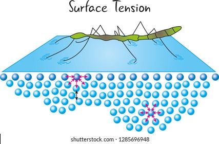 Water Surface Tension Images Stock Photos Vectors - 