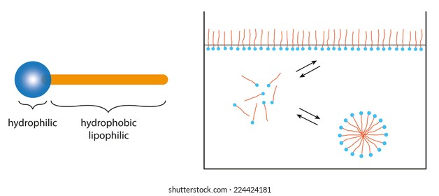 Surfactants In Equlilibrium