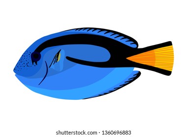 Surgeon fish. Tropical ocean fish. Paracanthurus hepatus. Vector illustration