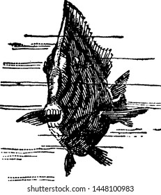 Surgeon Fish, vintage engraved illustration.