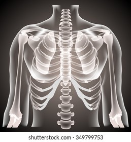  surgeon radiologist medical examaning lung torso  x-ray, vector