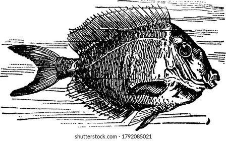 Surgeon-fish, genus Acanthurus, from the sharp, erectile, lancet-shaped spine with which each side of the tail is armed. In the early stages of their growth these fish are different