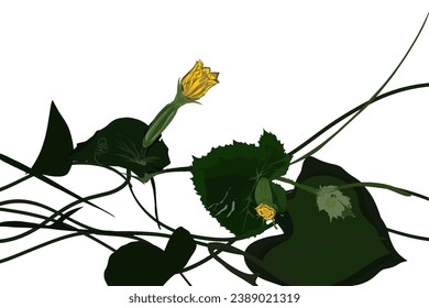 suri cucumber plant, without background