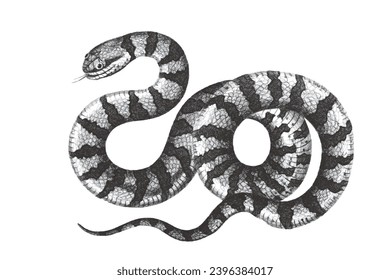 Surinam Snake. Doodle sketch. Vintage vector illustration.