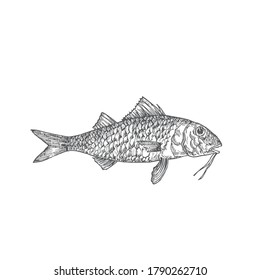 Ilustración de vectores de doodle dibujados por mano de surmullet o mullet rojo. Resumen Del Esbozo De Pescado De Mariscos. Dibujo de estilo de grabado. Aislado.