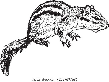 Surprised chipmunk - hand drawn realistic vector critter illustration