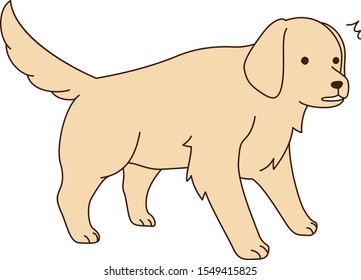 Surprised golden retriever vector illust
