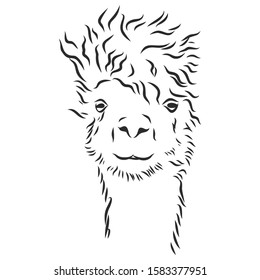 surprised llama head, vector sketch 