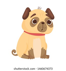 Surprised pug sits. Vector illustration on white background.