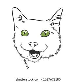 Surprising cat portrait, vector sketch illustration 