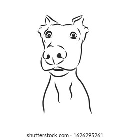 Surprising dog portrait, vector sketch illustration 