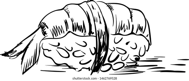 Sushi roll drawing. illustration. vector on white background.