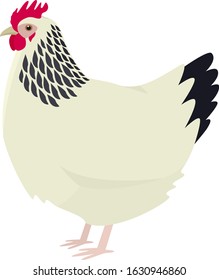 The Sussex chicken breed Vector illustration Isolated object Organic farm set