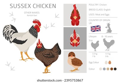 Sussex Chicken breeds clipart. Poultry and farm animals. Different colors set.  Vector illustration