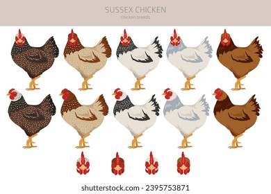 Sussex Chicken breeds clipart. Poultry and farm animals. Different colors set.  Vector illustration