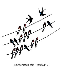 swallow