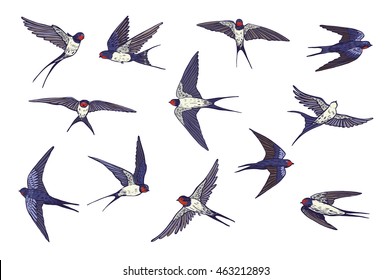 Swallow Bird Color Set