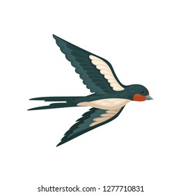 Swallow bird with colored plumage vector Illustration on a white background