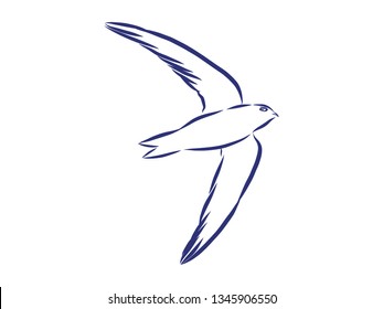 Swallow bird in flight contour, vector illustration