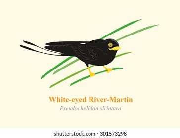 Swallow Bird, River Martins (White-eyed River-Martin) Cartoon Vector.