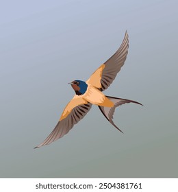 Swallow bird vector art illustration