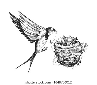 Swallow feeds the chicks in the nest. Hand drawn sketch converted to vector