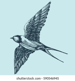 Swallow in flight, detailed hand drawing