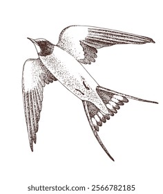 Swallow flight hand drawn illustration
