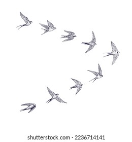 Swallow flock of birds vector illustartions set.