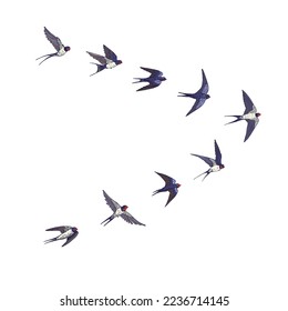 Swallow flock of birds vector illustartions set.