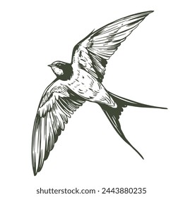 Swallow, flying bird, sketch illustration, hand drawn, black outline, engraving style