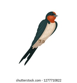 Swallow graceful bird vector Illustration on a white background